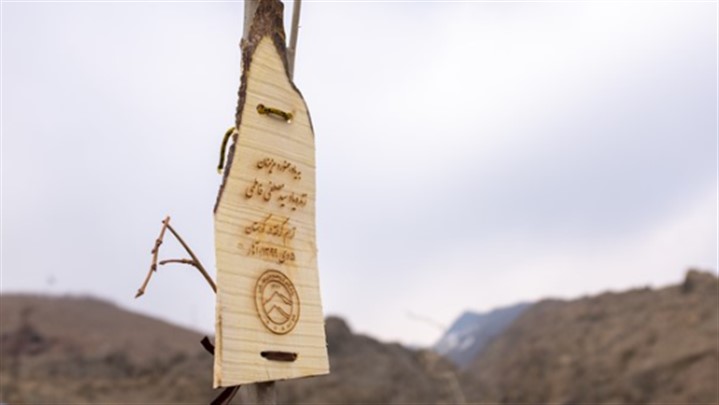 نهال‌هایی که به یاد درگذشتگان حوادث تلخ کوهنوردی ۵ دی ۱۳۹۹ کاشته شدند + عکس