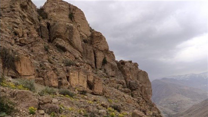 گرده سیاه سر شمالی