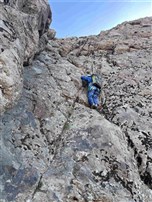 گرده جنوبی گندم‌کول