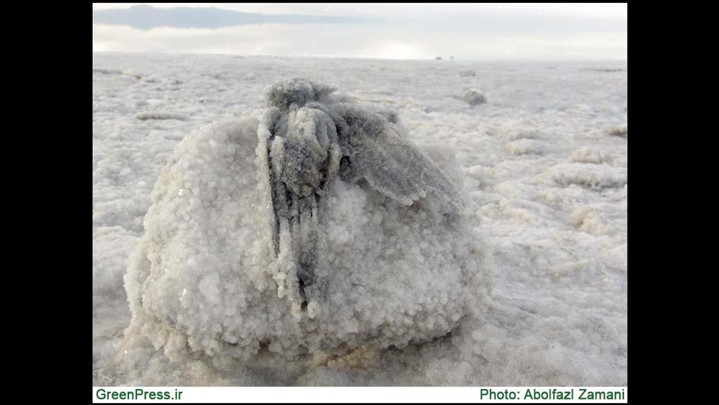 پرنده بلورین: نماد نابودی پرندگان دریاچه ارومیه